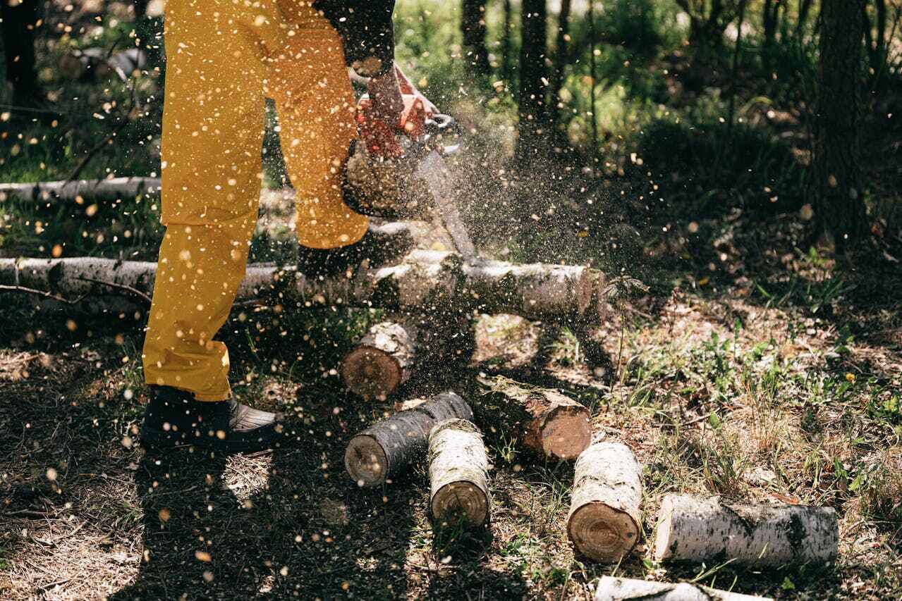 Tree Branch Trimming in Upper Grand Lagoon, FL